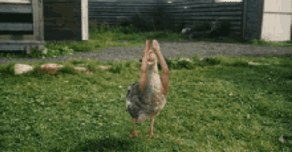 Dancing Duck Funny Arm Dance GIF