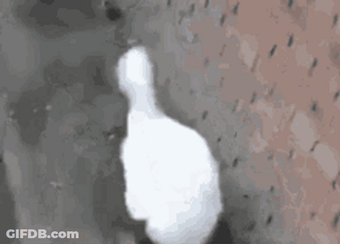 Dancing Duck Funny Wiggle Walk GIF