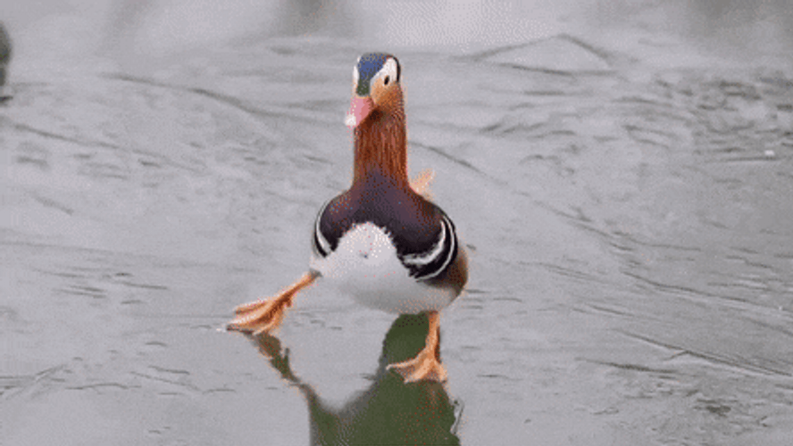 Dancing Duck Slippery Ice Dance GIF