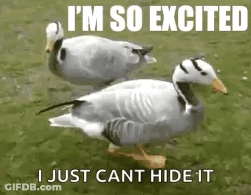 Dancing Ducks GIF