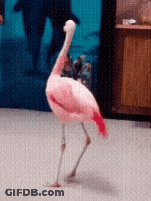 Dancing Flamingo Bird GIF