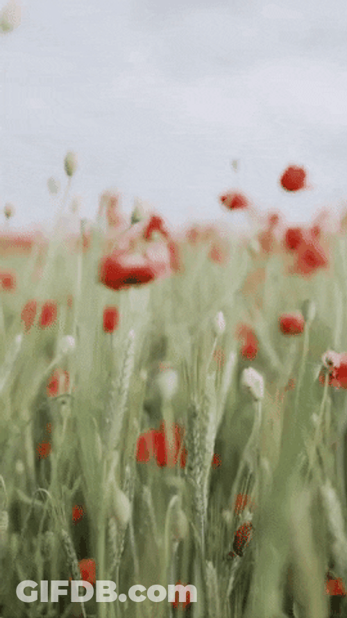 Dancing Flowers In Happy August GIF