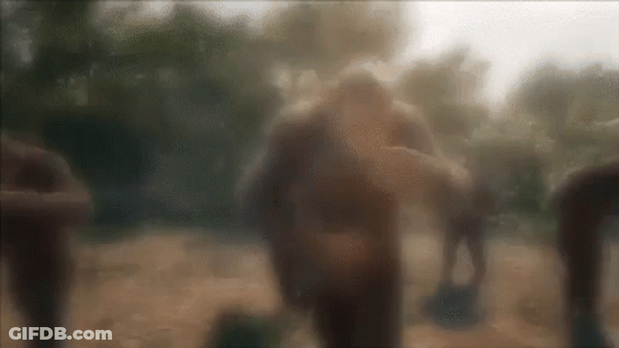 Dancing Gorillas Gods Plan GIF