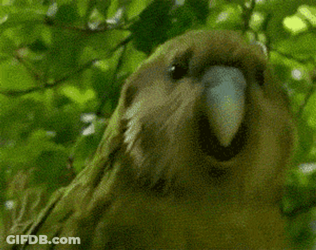 Dancing Green Parrot GIF