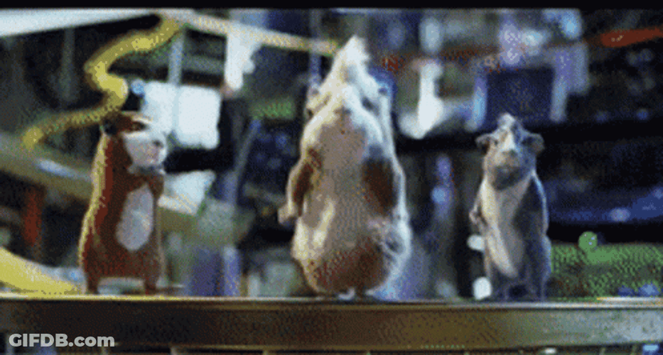 Dancing Guinea Pigs GIF