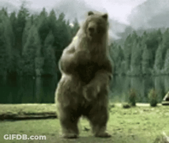 Dancing Happy Bear Forest GIF