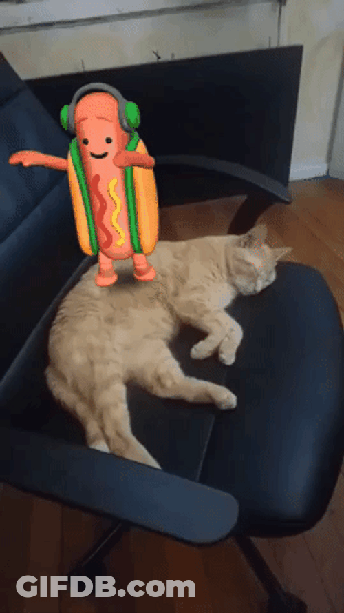 Dancing Hot Dog Cat GIF