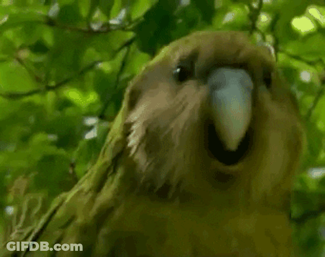 Dancing Kakapo Meme GIF