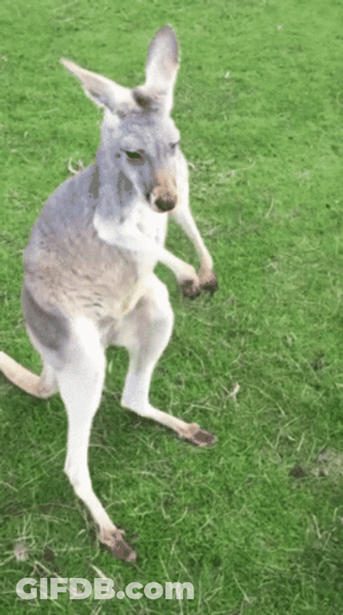 Dancing Kangaroo Animal GIF