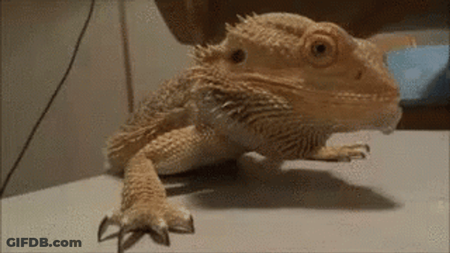 Dancing Lizard Bearded Dragon GIF