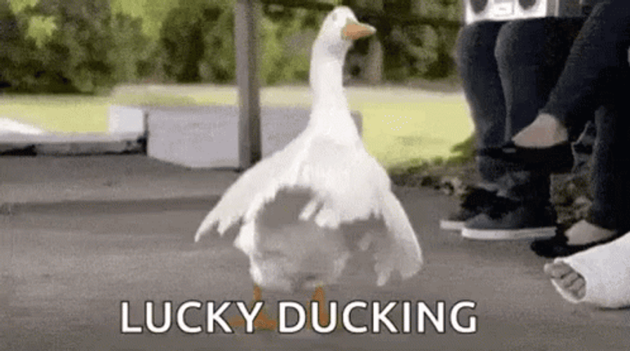 Dancing Lucky Ducking GIF