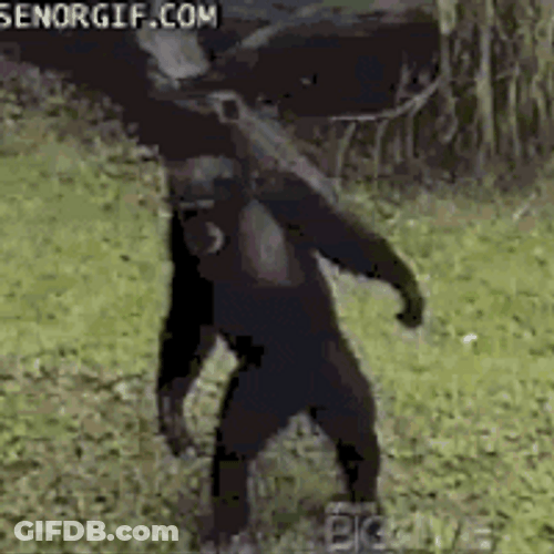 Dancing Monkey Action GIF