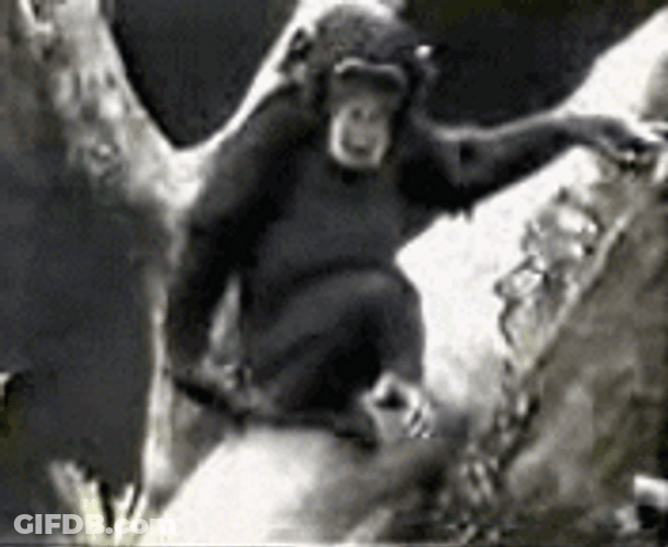 Dancing Monkey Falling GIF
