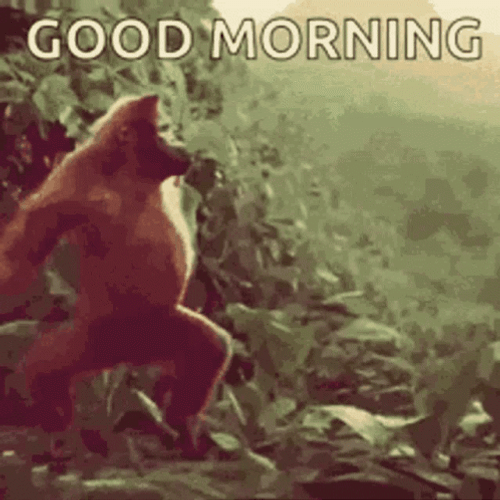 Dancing Monkey Good Morning Meme GIF