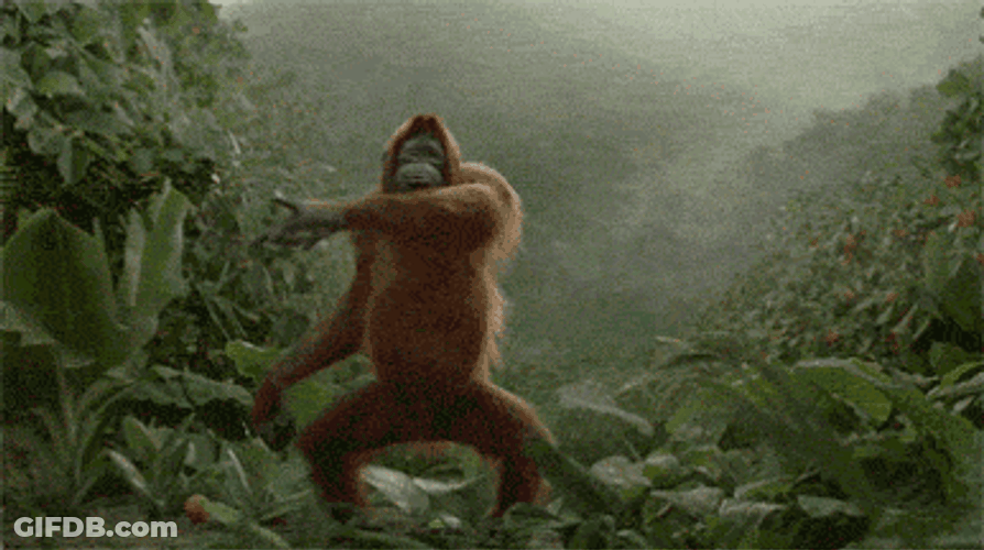 Dancing Monkey In The Forest GIF