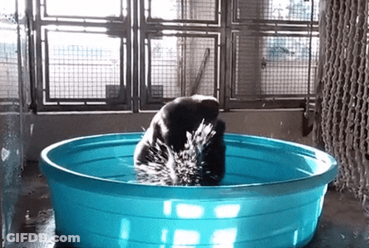 Dancing Monkey In Tub GIF