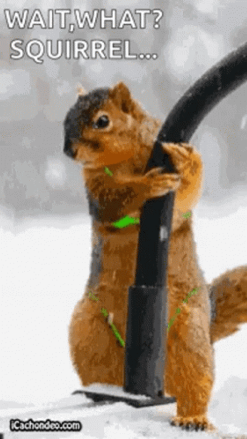 Dancing Pole Sexy Dancing Squirrel GIF