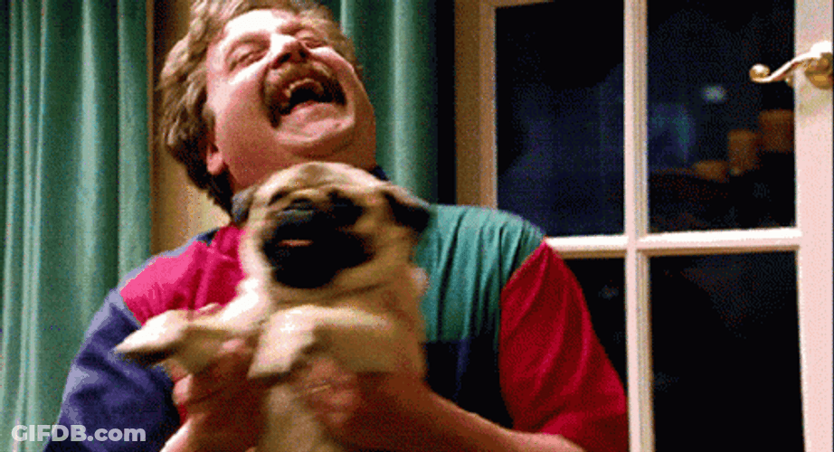 Dancing Pug And Zach Galifianakis GIF