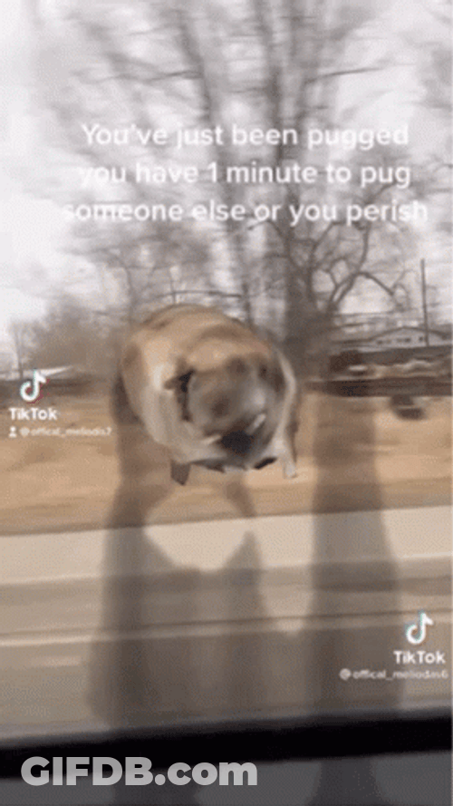 Dancing Pug GIF