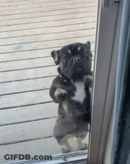 Dancing Pug Billy Bounce GIF