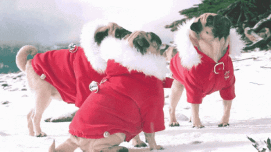 Dancing Pug Dog Funny Santa Costume GIF