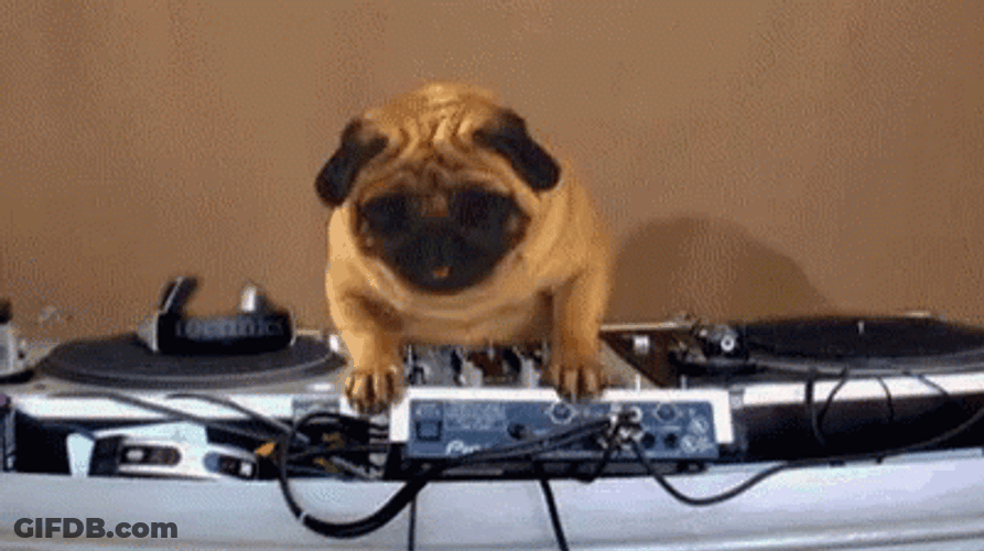 Dancing Pug Dog Rocking GIF