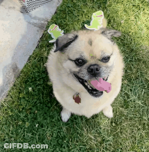 Dancing Pug Dog Tongue Out GIF