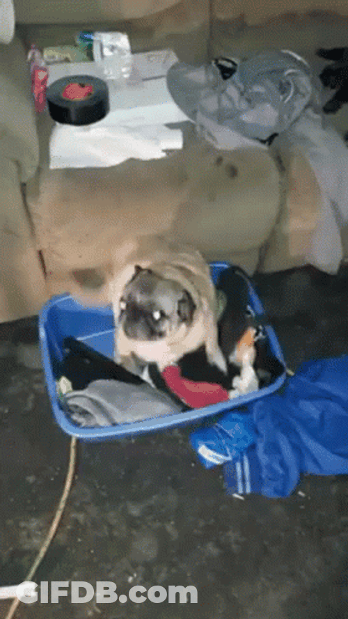 Dancing Pug Jump GIF