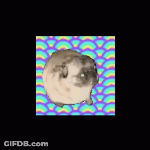 Dancing Pug On The Frame GIF