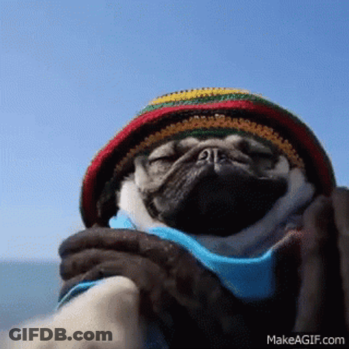 Dancing Pug GIF