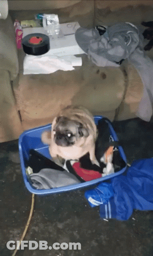 Dancing Pug Vibing GIF