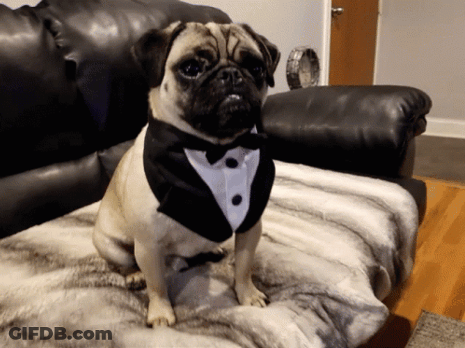Dancing Pug Wearing Tuxedo GIF