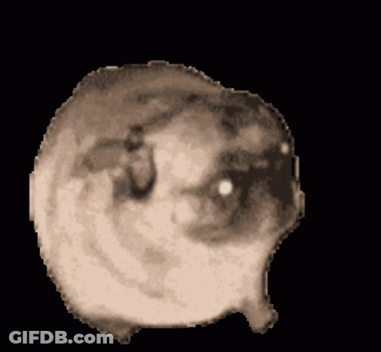 Dancing Pug With Black Background GIF