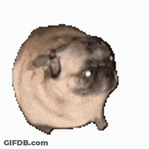 Dancing Pug With Sharp Eyes GIF