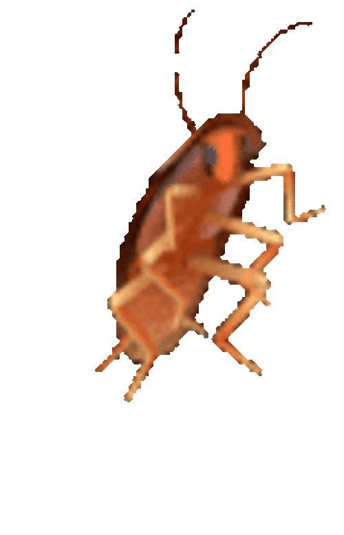 Dancing Roach Insect GIF