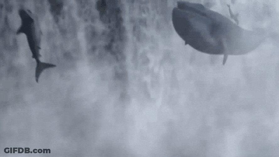 Dancing Shark Attack GIF