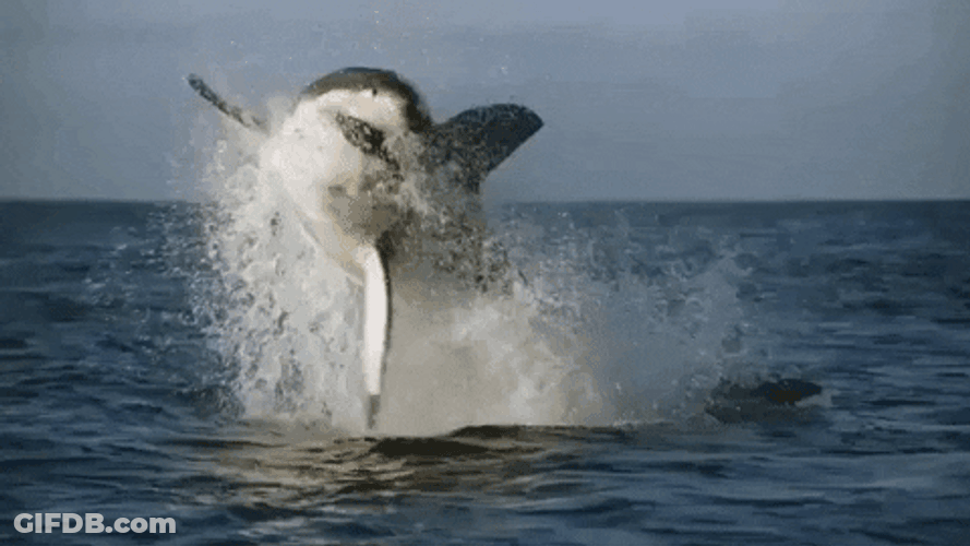 Dancing Shark Jump From Water GIF