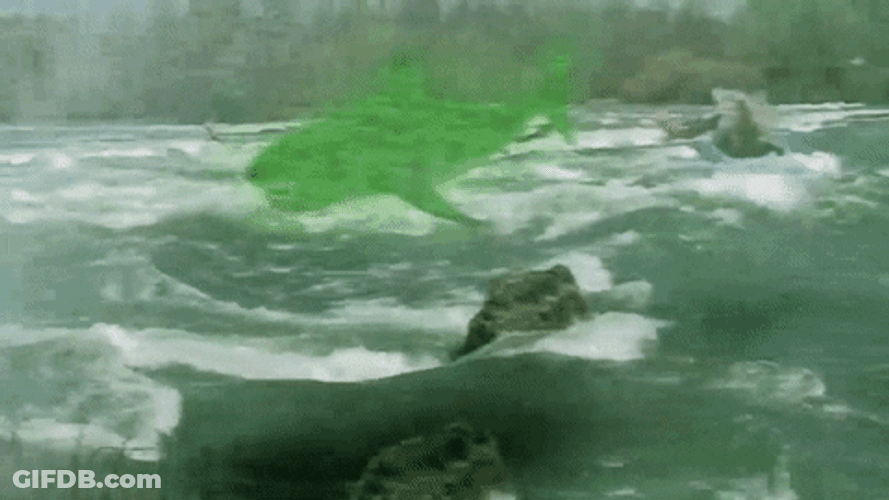 Dancing Shark Killed GIF