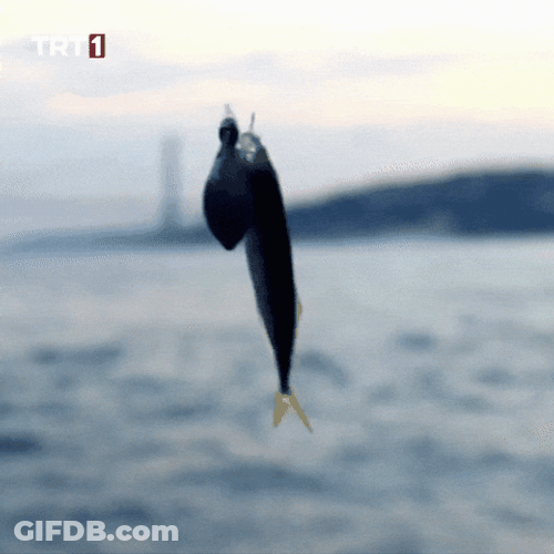 Dancing Shark On Fish Trap GIF