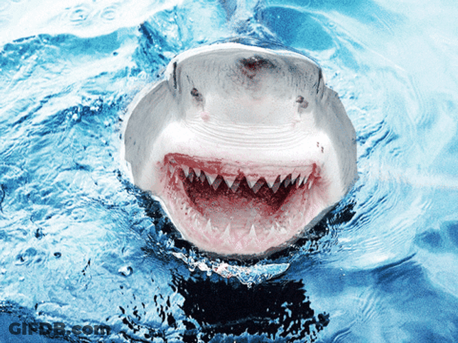 Dancing Shark Ready To Bite GIF