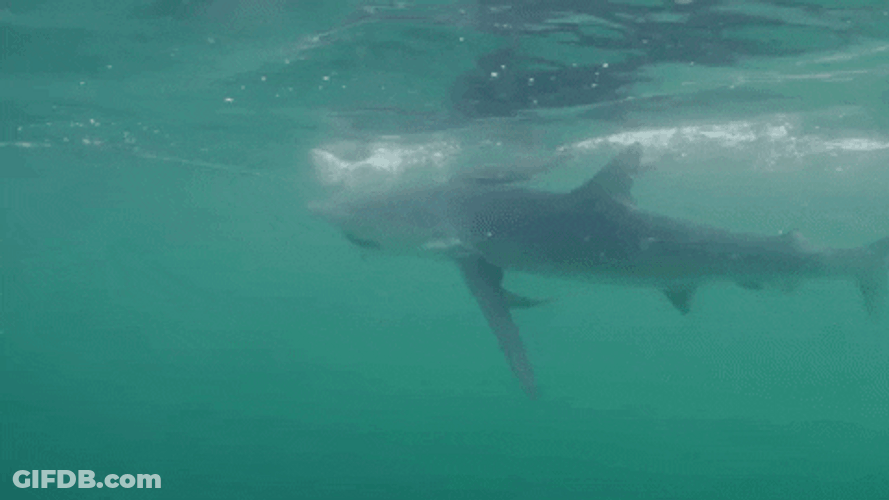 Dancing Shark Wiggles On Water GIF