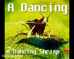 Dancing Shrimp On Yellow Background GIF