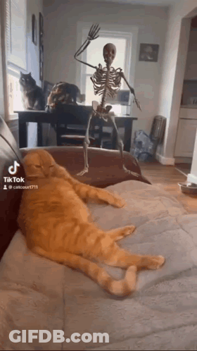 Dancing Skeleton Next To Lying Cat GIF