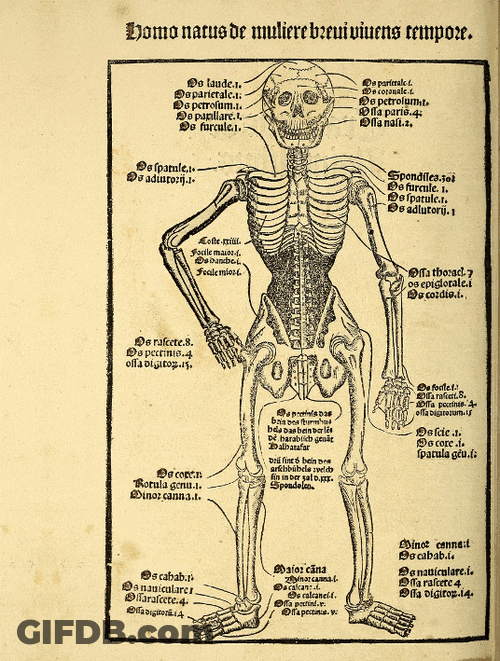 Dancing Skeleton On Book Meme GIF