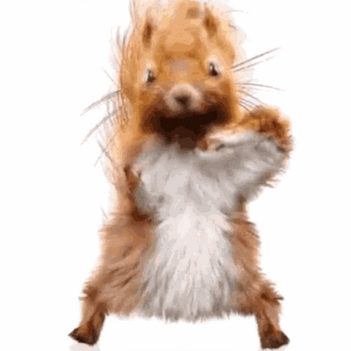Dancing Squirrel Animal GIF