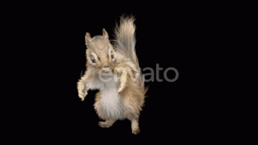 Dancing Squirrel Dance Moves GIF