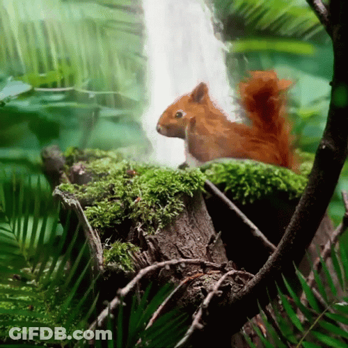 Dancing Squirrel In Nature GIF