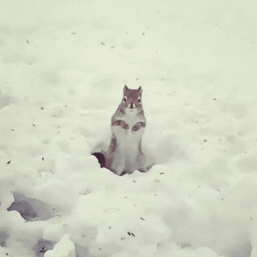 Dancing Squirrel Snow Happy Feet GIF