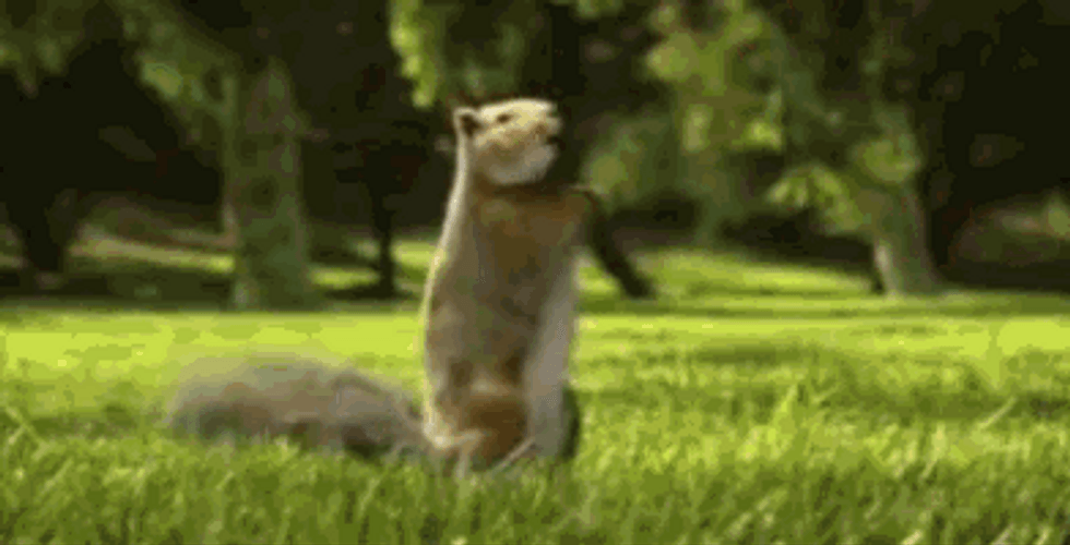 Dancing Wild Squirrel GIF