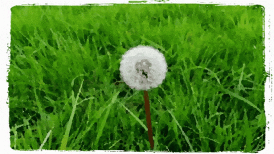 Dandelion On The Grass GIF